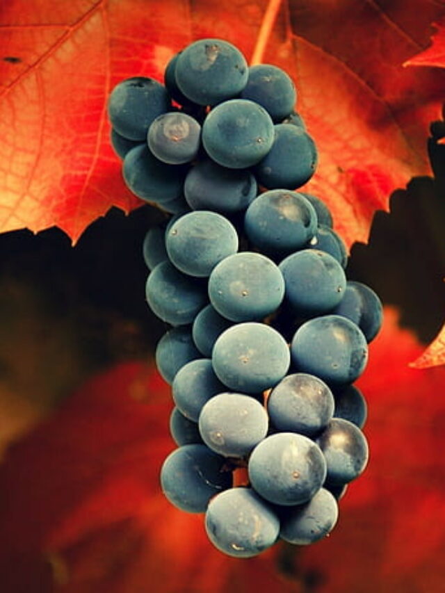 black-grapes-grapes-leaves-fruit-wallpaper-preview